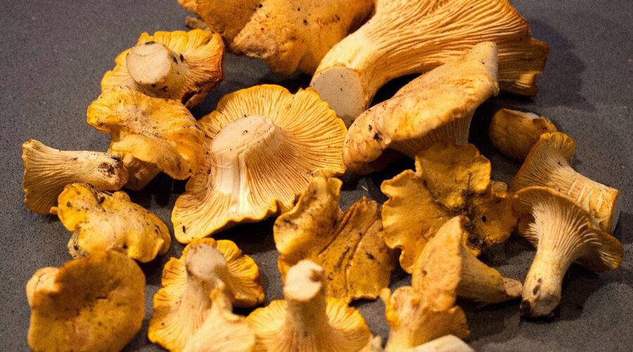 The Capital Grille Roasted Chanterelle Mushrooms